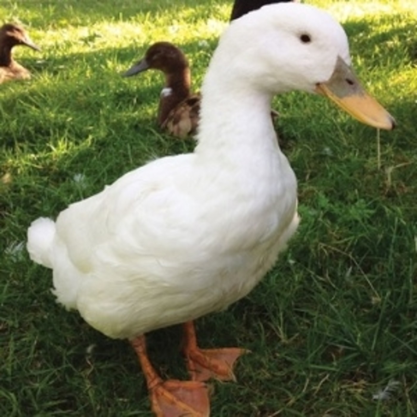 Podcast de Animales de la Calle