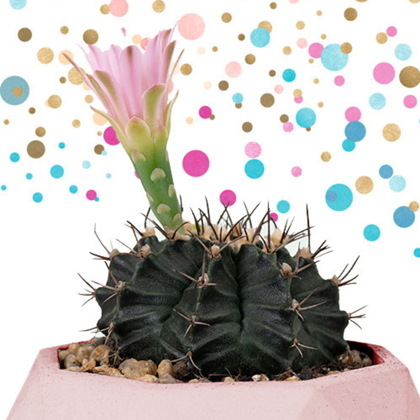 Cactus Confetti