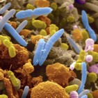 La Brújula de la Ciencia s08e33: Microbiota, nuestro ecosistema personal