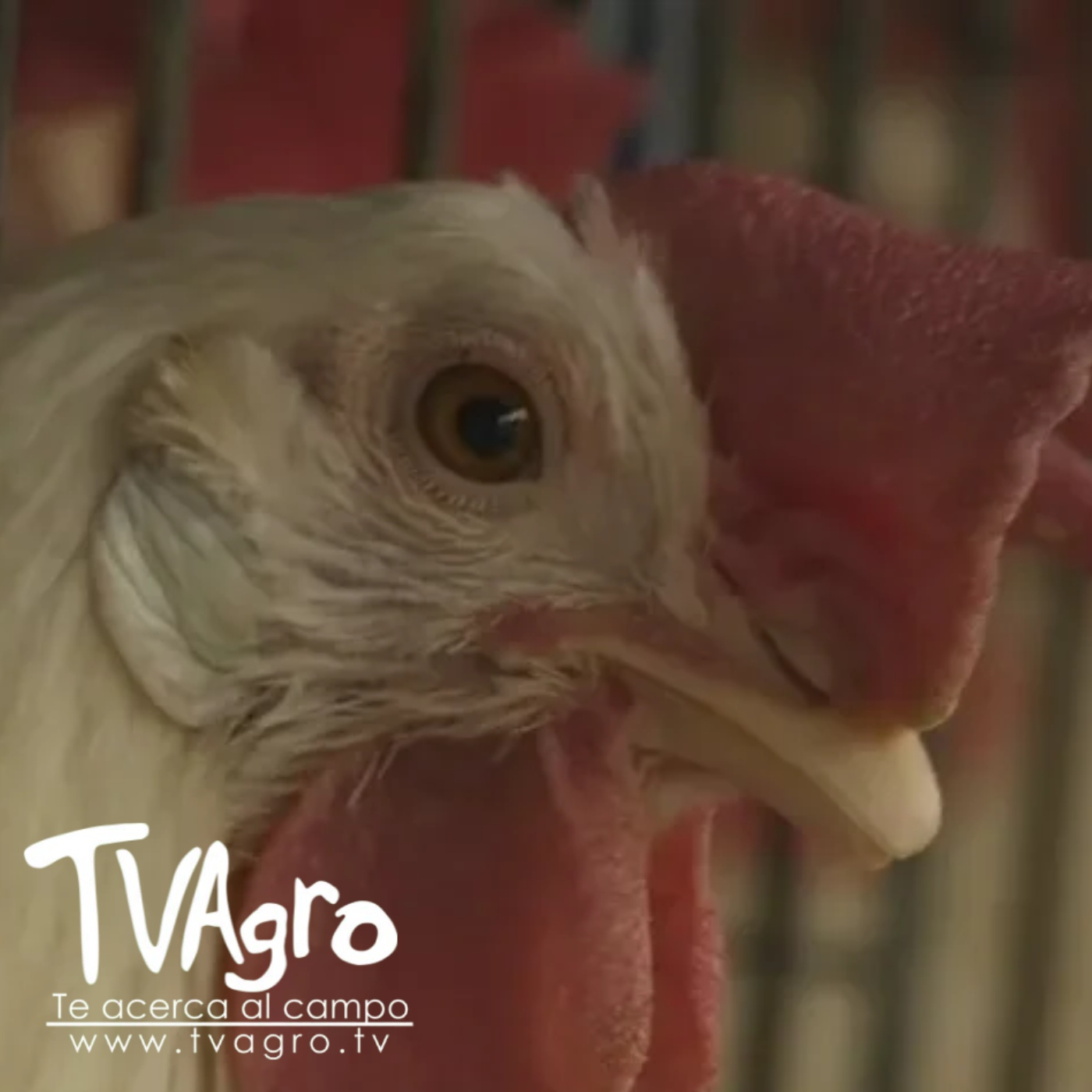 TV AGRO