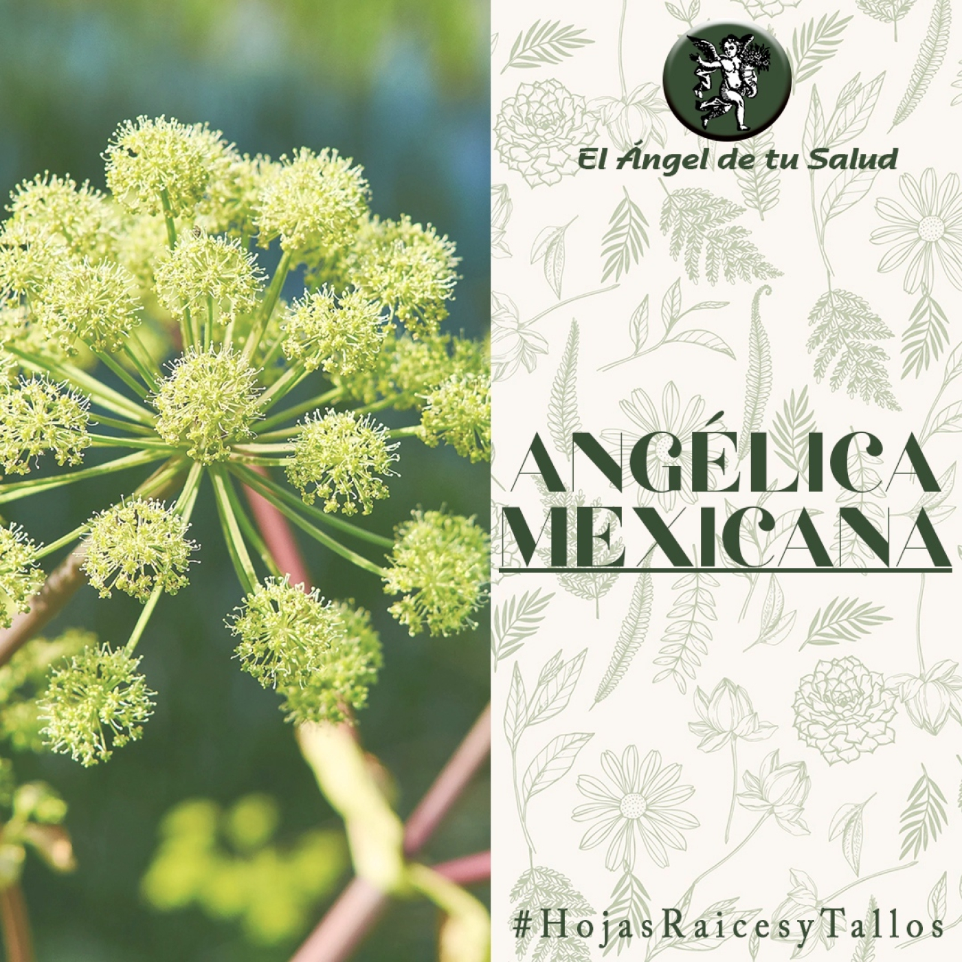 El Ángel de tu Salud - Angélica Mexicana** episode artwork
