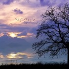Vivir la vida material adhiriendo a la óptica interna