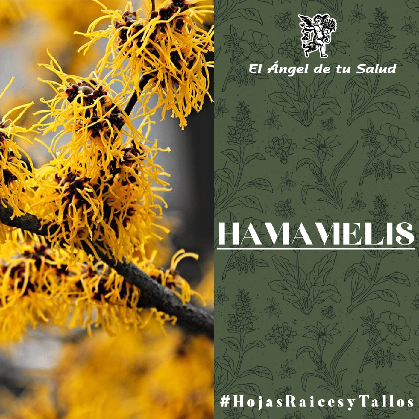 El Ángel de tu Salud - Hamamelis** episode artwork