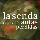 Las múltiples personalidades del “acerolo”: Crataegus azarolus & Malpighia spp. {La Senda de las Plantas Perdidas}