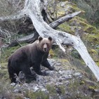 Proyecto 'Red Natura 2000' y el oso pardo