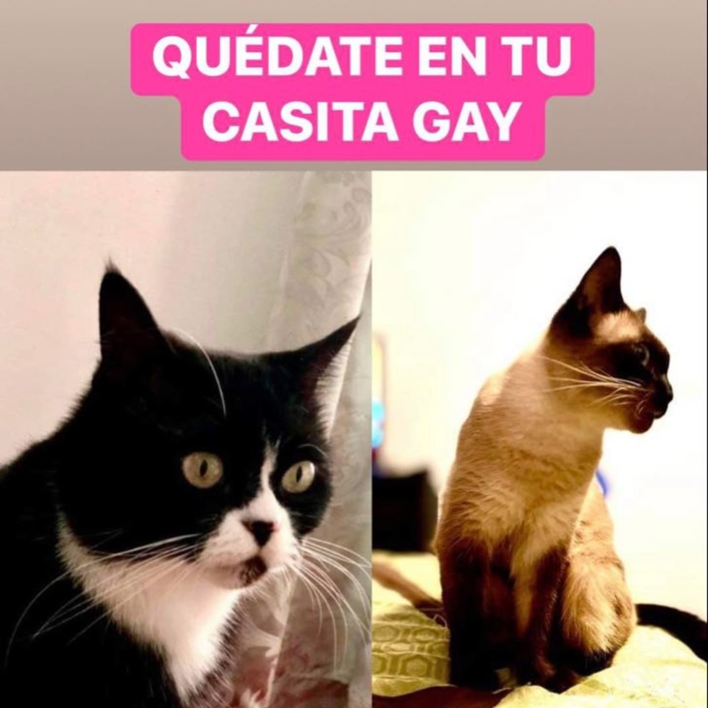 Quédate en tu casita GAY