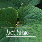 El Ángel de tu Salud - ACOYO MORADO II