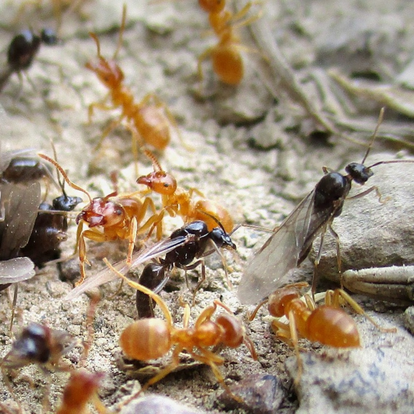 Aparici en Órbita s04e20: Viaje al interior de un hormiguero, con José Manuel Vidal Cordero