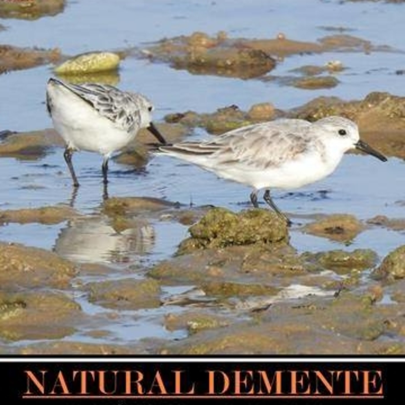 NATURAL DEMENTE