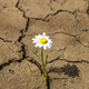 Resiliencia