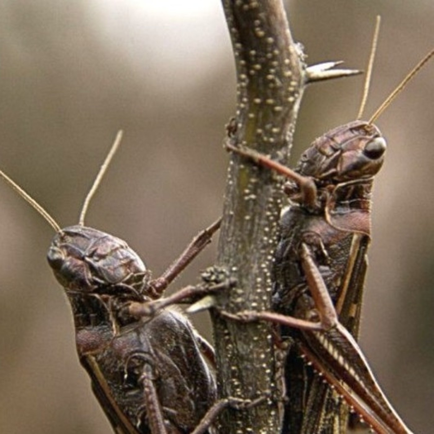 La Vida Sin Nosotros: En el Cielo #documental #ciencia #apocalipsis #podcast episode artwork