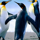 Health Insurance Broker