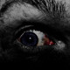 E.M.D.L.A.P - Insomnio Fatal