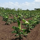 Entrevista al Ing. Luis Manuel Sánchez Ramírez. Especialista Jefe de Cultivos Varios UEB Agropecuaria Integral Jobabo
