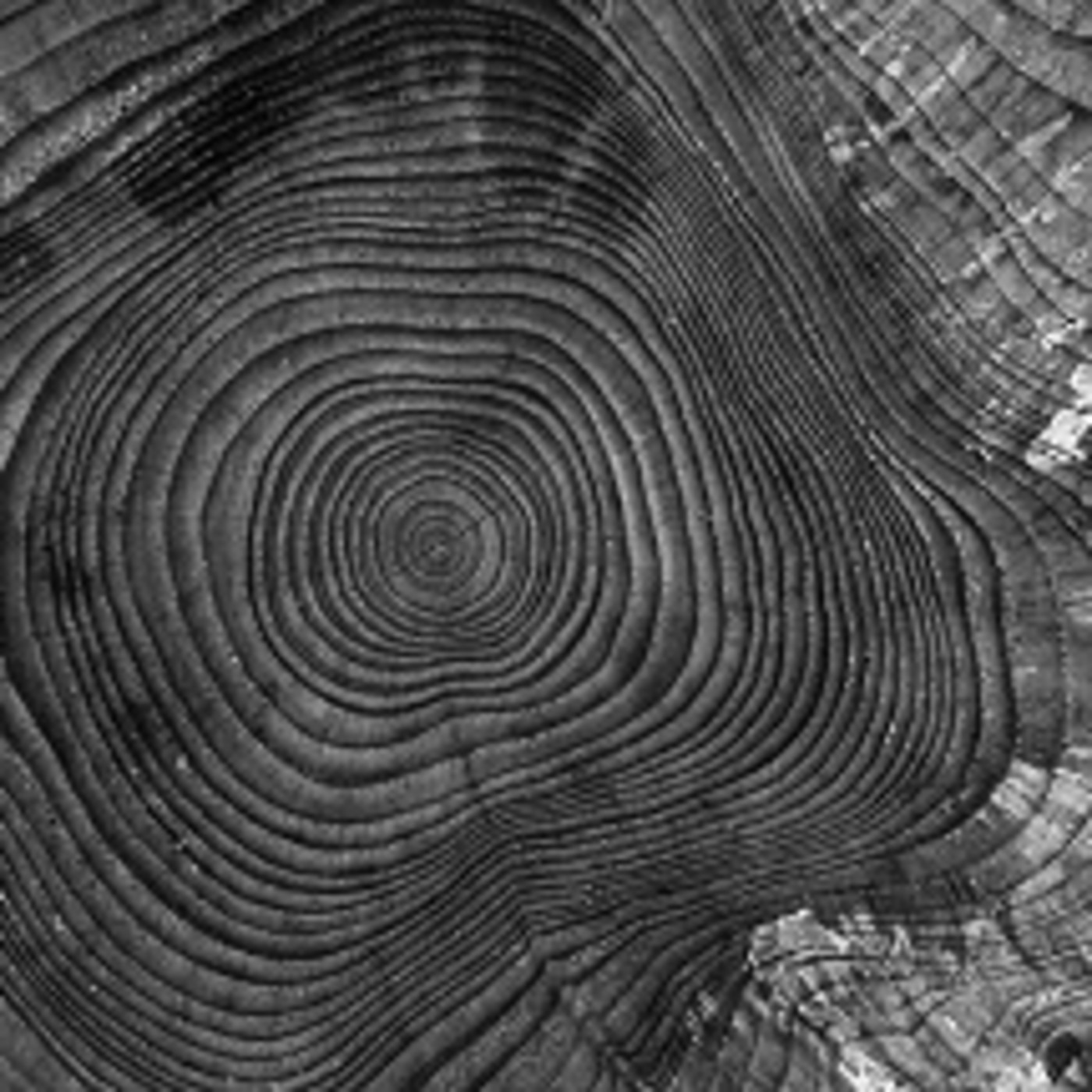 El árbol de la vida