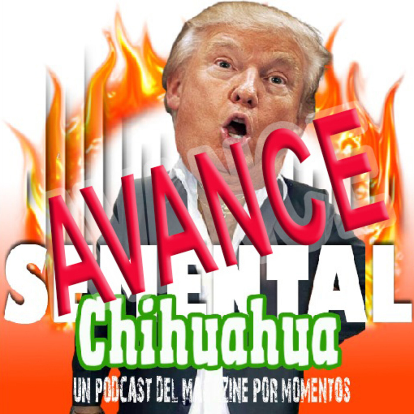 Semental Chihuahua