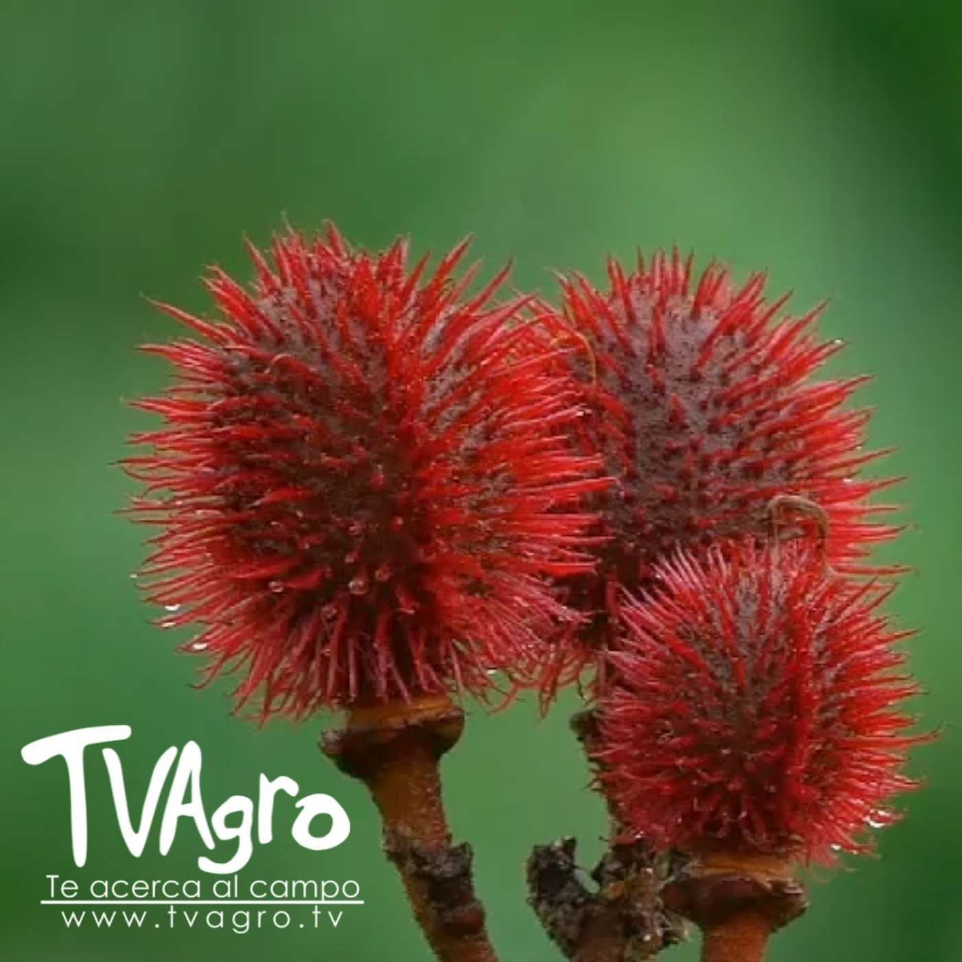 TV AGRO