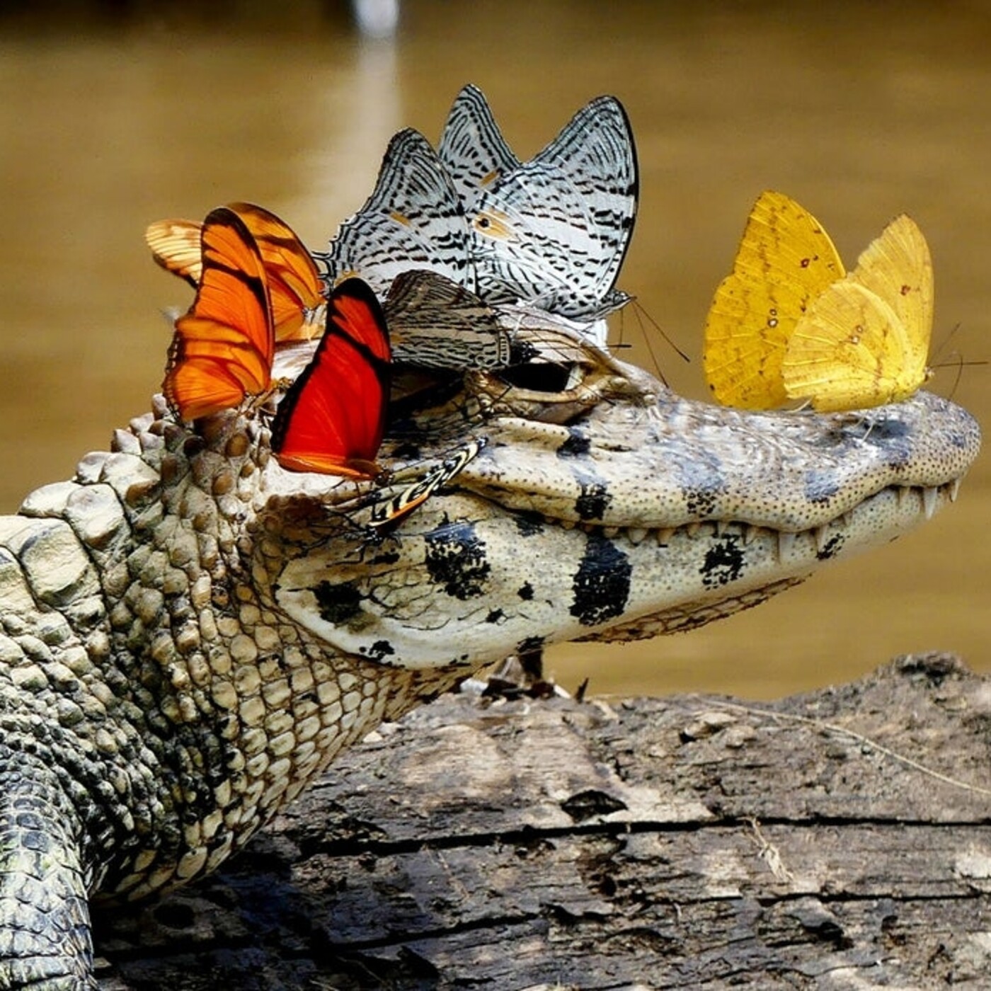 Caimanes por el Mundo