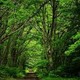 Día 23 Sonidos de la naturaleza (G