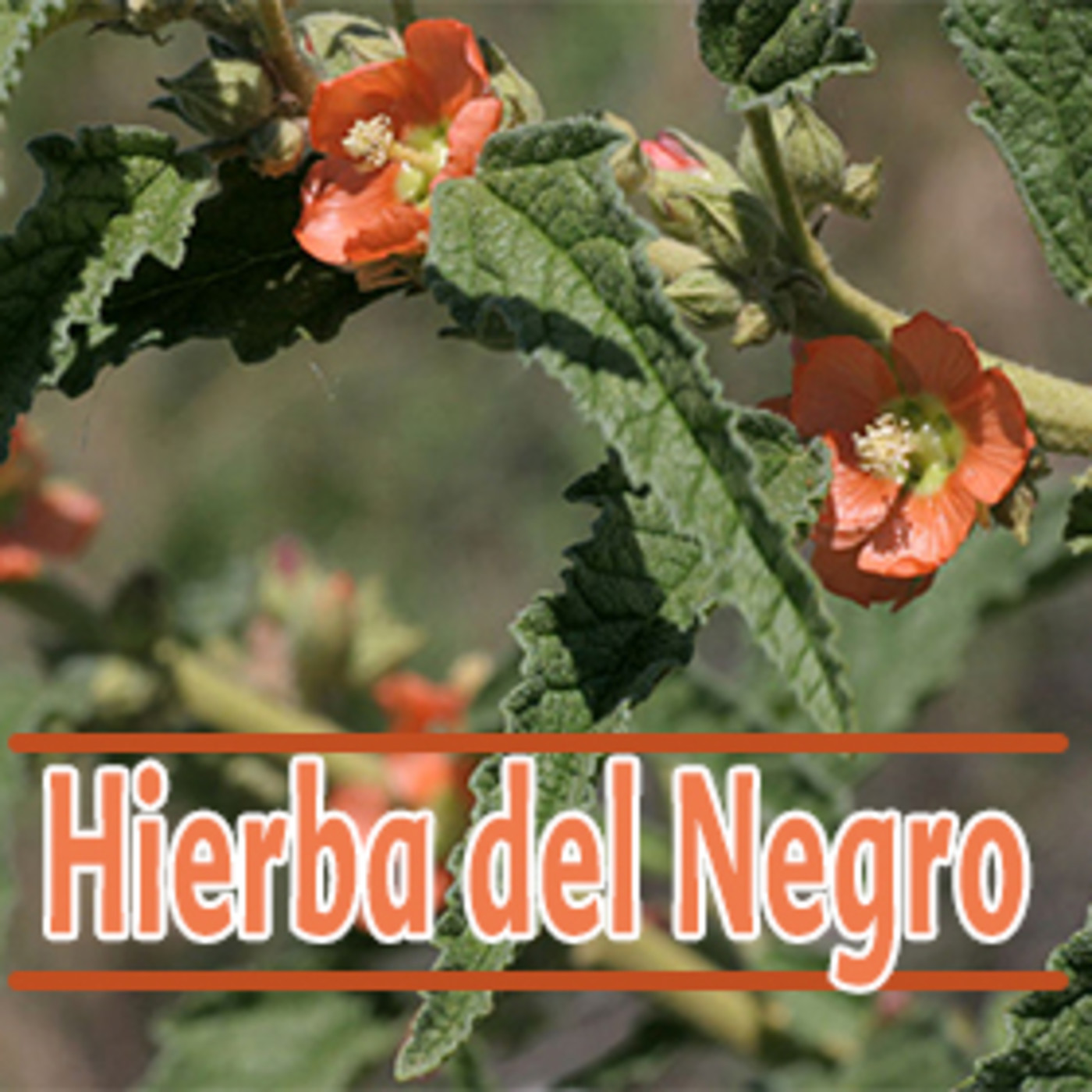 El Ángel de tu Salud - HIERBA DEL NEGRO III episode artwork