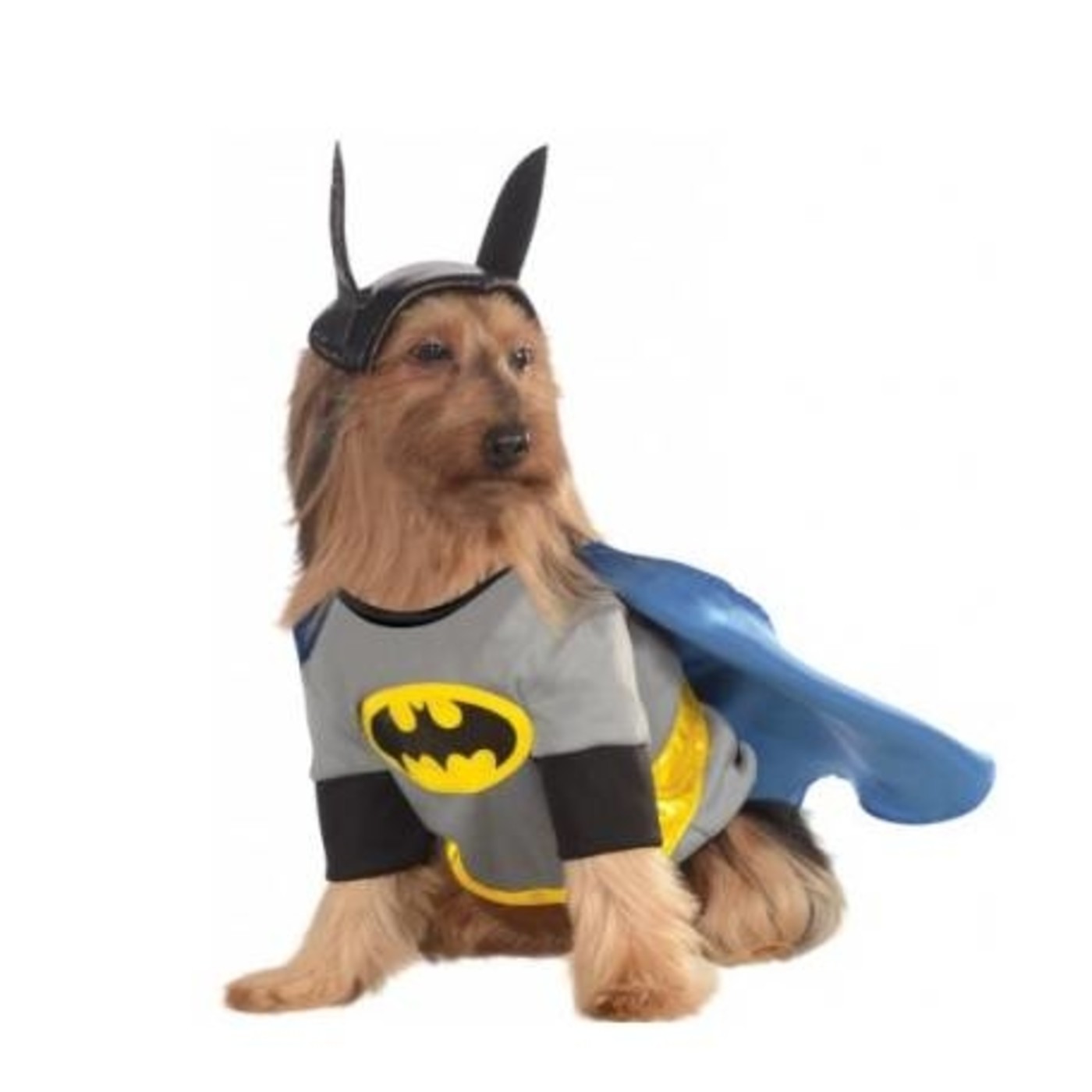 Podcast Mascotero - Mundo animal