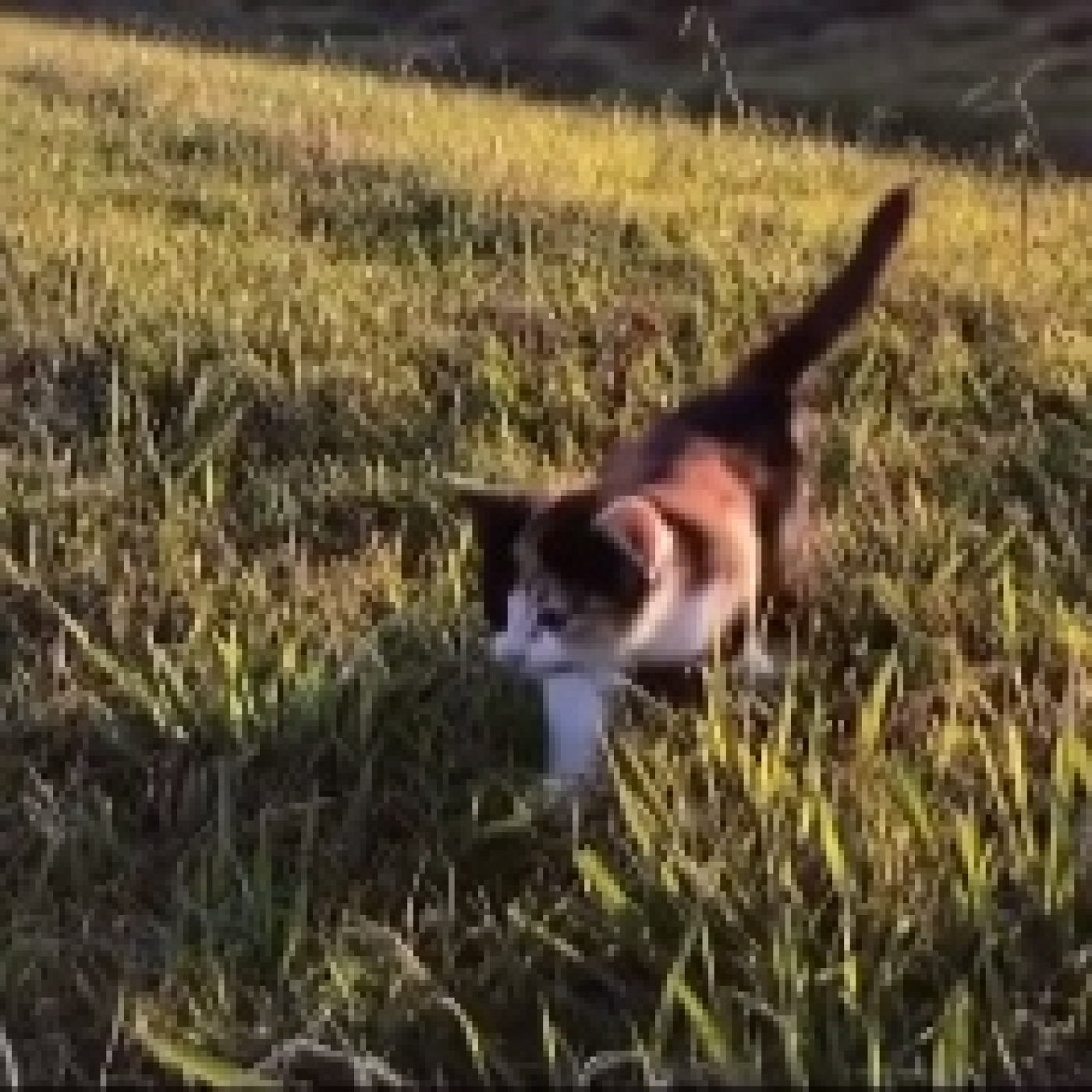 Cachorros y gatito: seguimos aprendiendo cómo educar a los cachorritos episode artwork