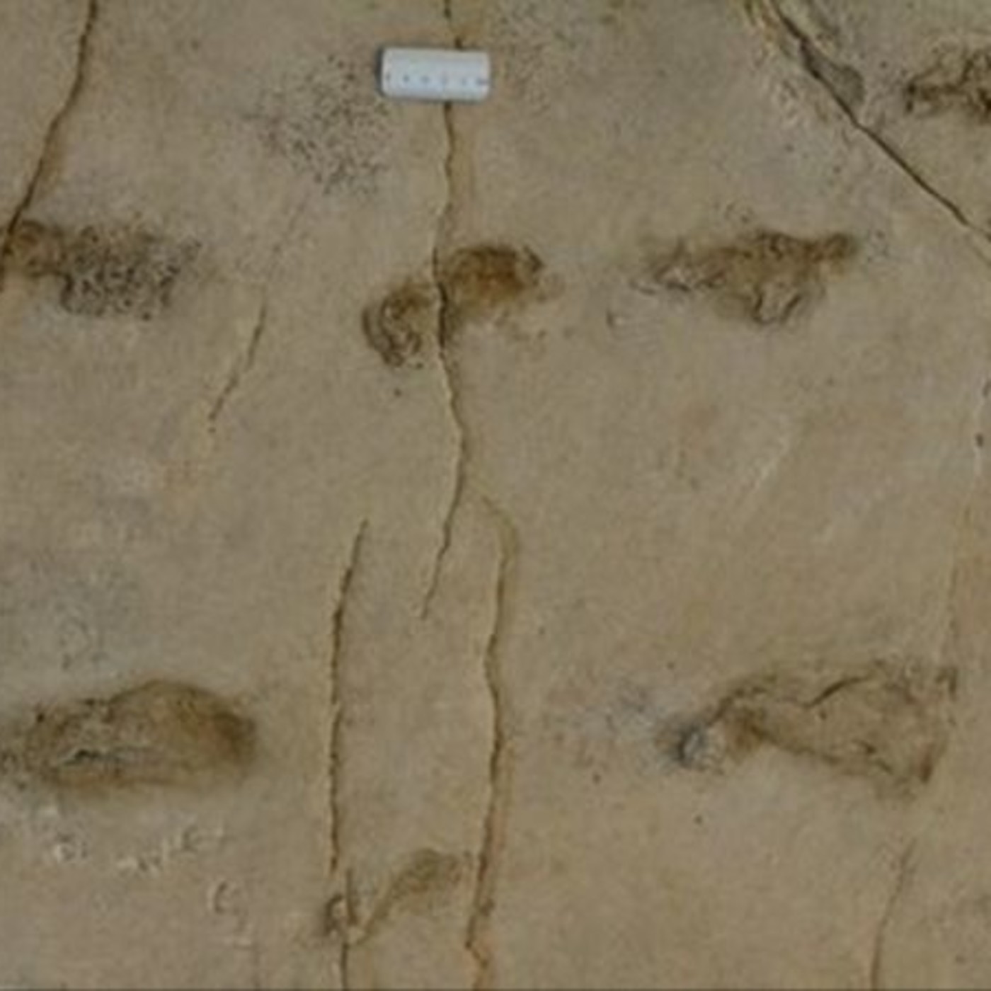 315 - Evolución Humana 0: ¿Huellas imposibles en Creta o el origen de nuestro linaje no está en África? - Episodio exclusivo para mecenas