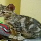 9. ¿Los animales tienen alma?