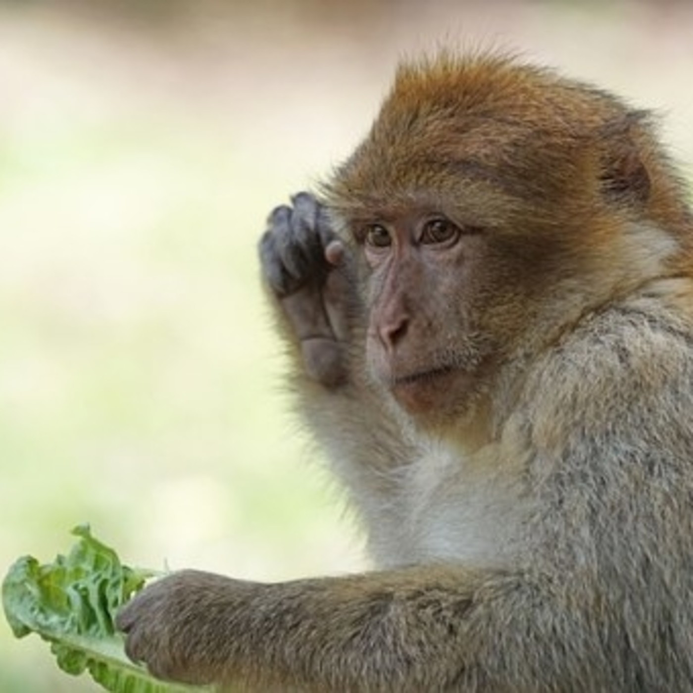 ANIMALES DE PODER