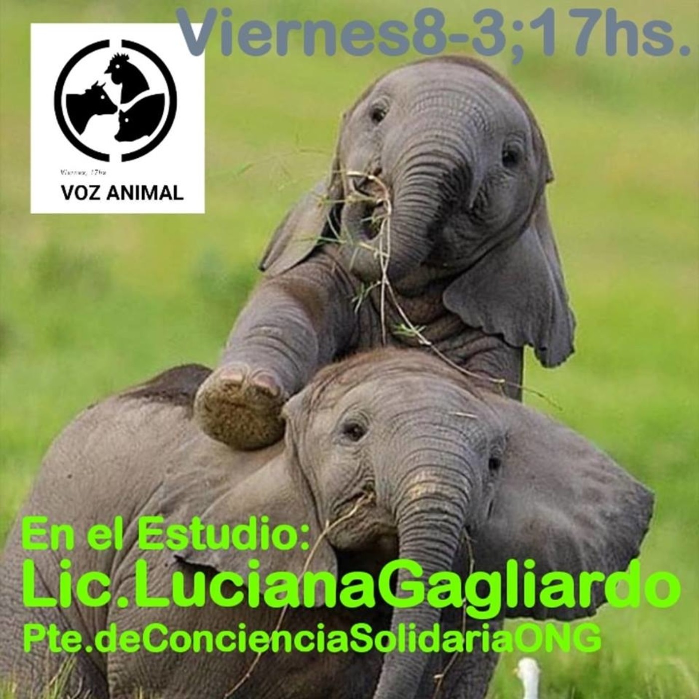 #VozAnimal 3er Programa #ConcienciaSolidaria #Córdoba episode artwork