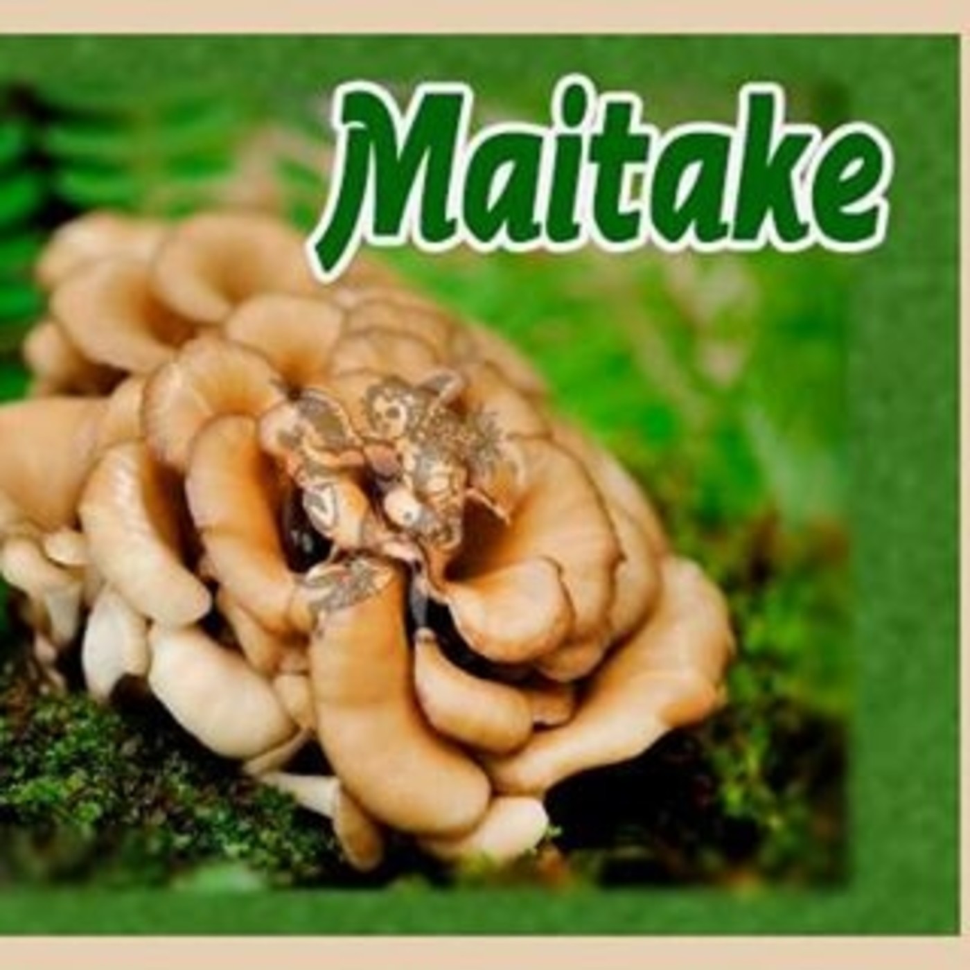 El Ángel de tu salud - MAITAKE episode artwork