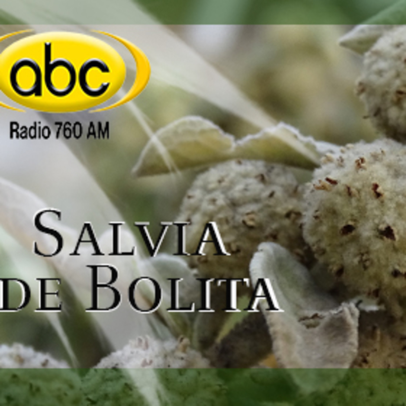 El Ángel de tu Salud - SALVIA DE BOLITA II