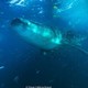 Tiburón Ballena