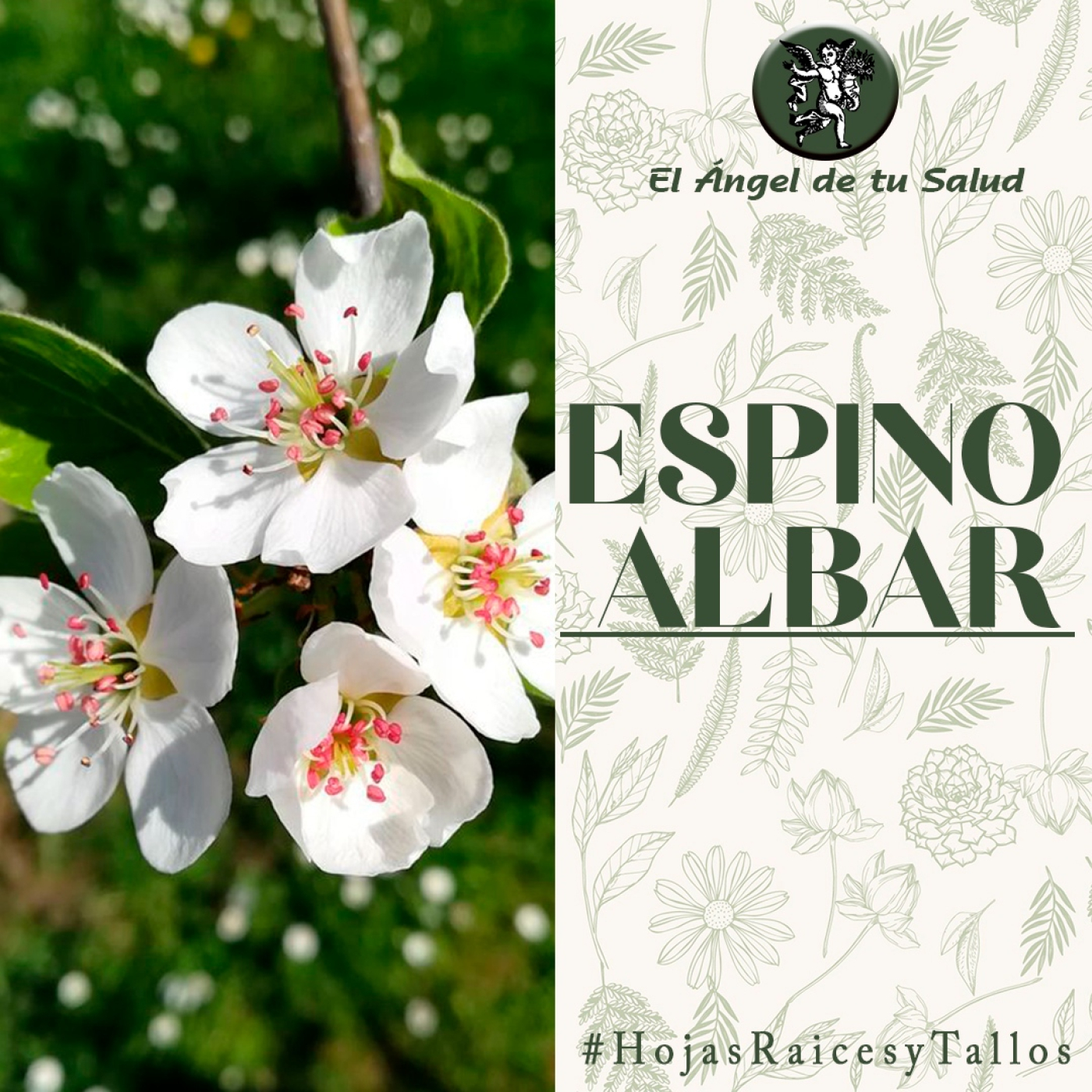 El Ángel de tu Salud - Espino Albar** episode artwork