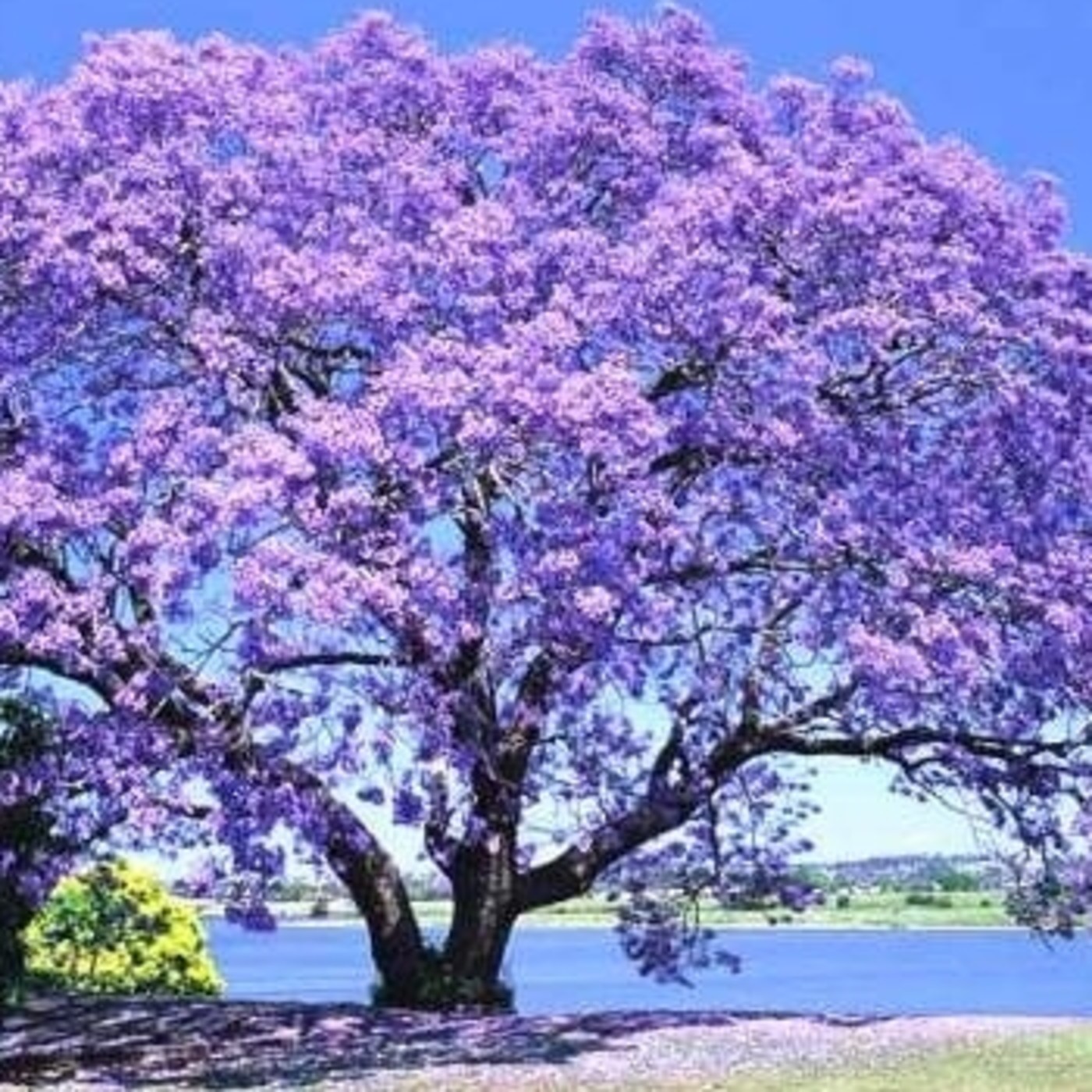 Radio teatro Sin Fronteras