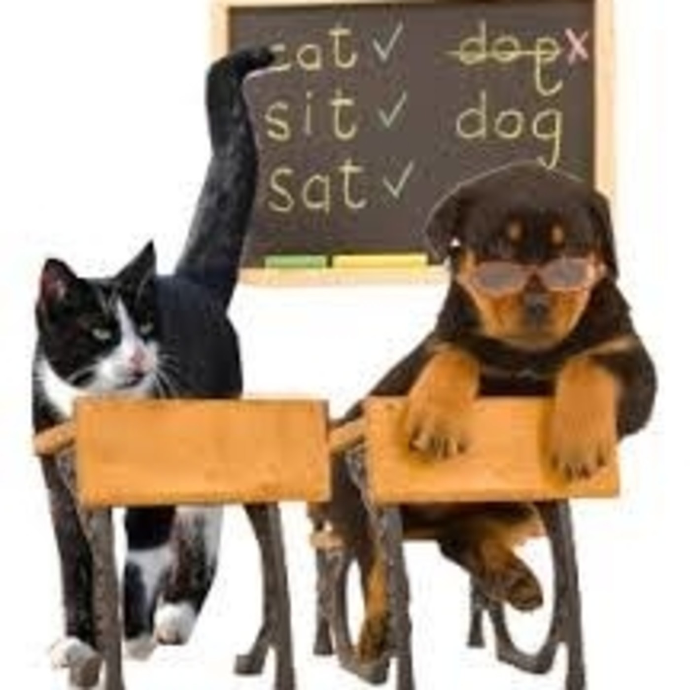 Nuestras Mascotas - Buzón Mascotero Septiembre