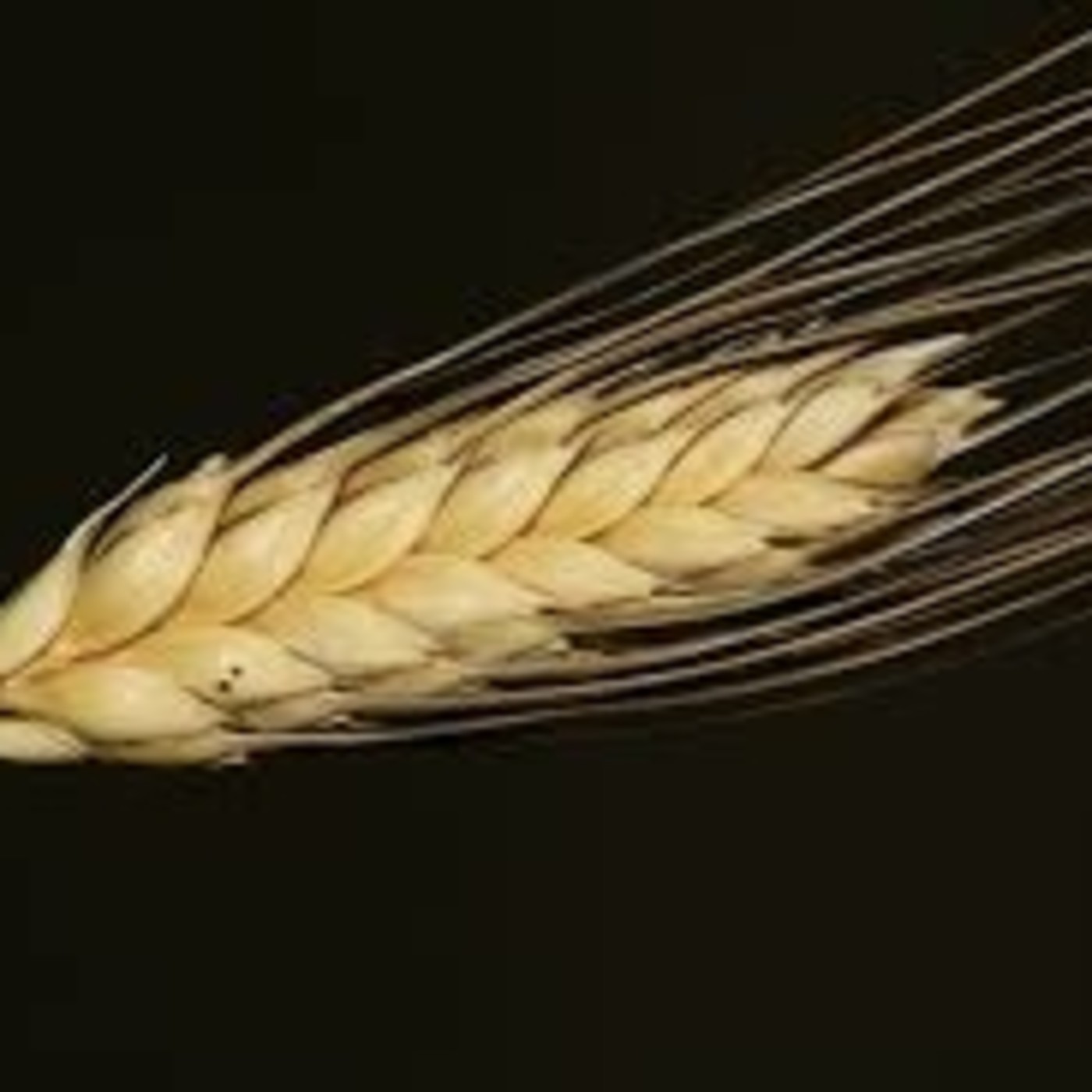 Entrevistas Radio Chopera