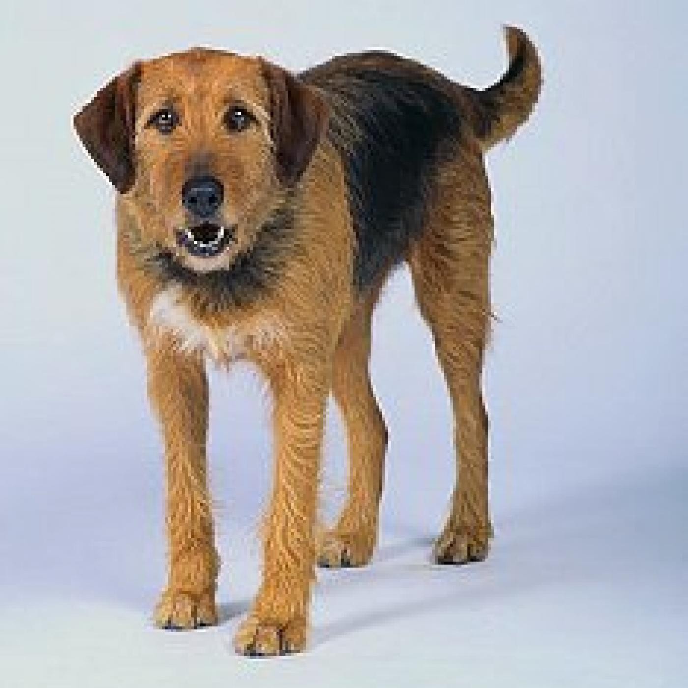 Podcast de Mi Perro Educado