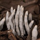 La Brújula de la Ciencia s09e42: La extinción del Pérmico y su efecto sobre los bosques