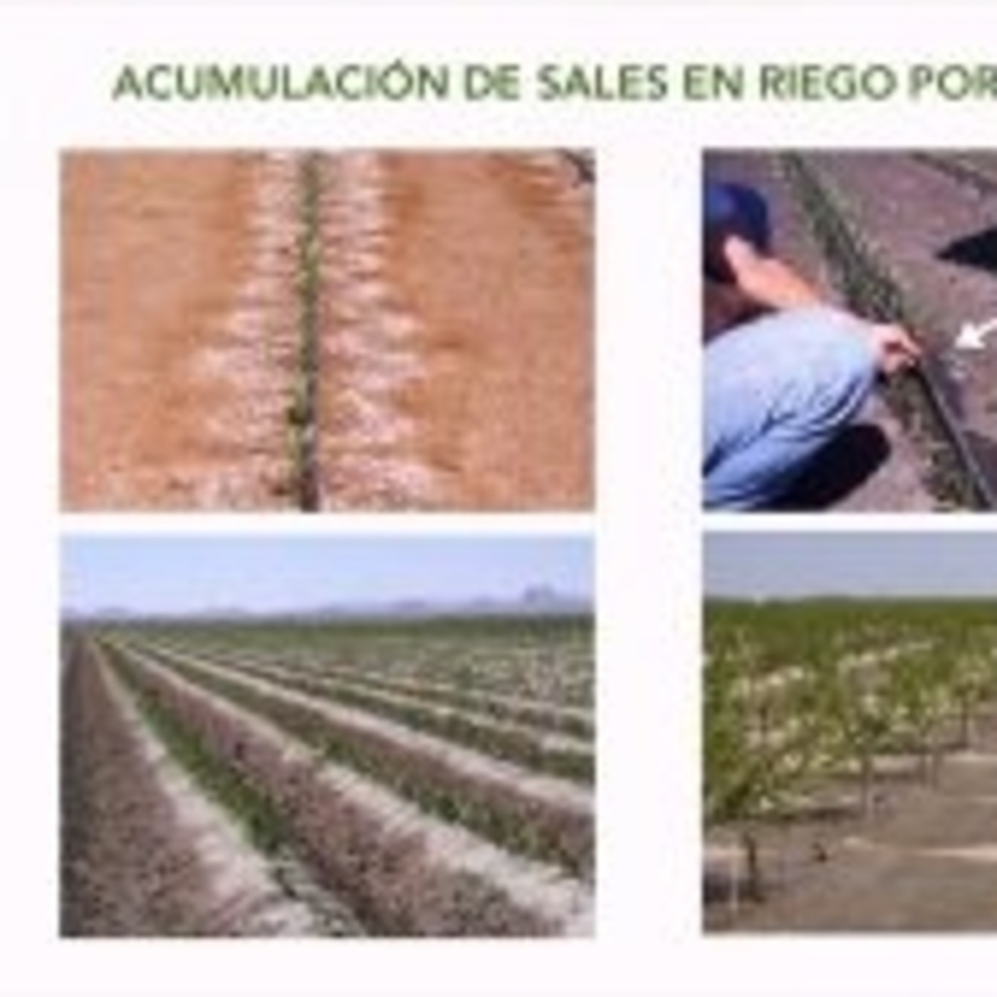 Audio-Artículos de Planeta Agronómico