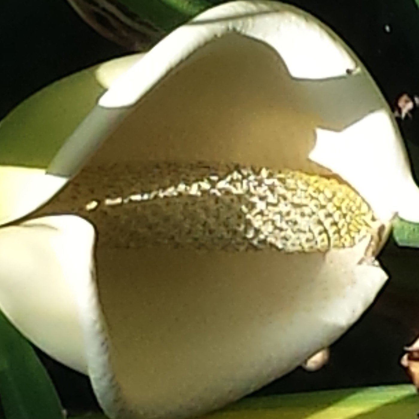 Nuestra Mente es Maravillosa