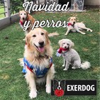 Riesgos en navidad para tu perro