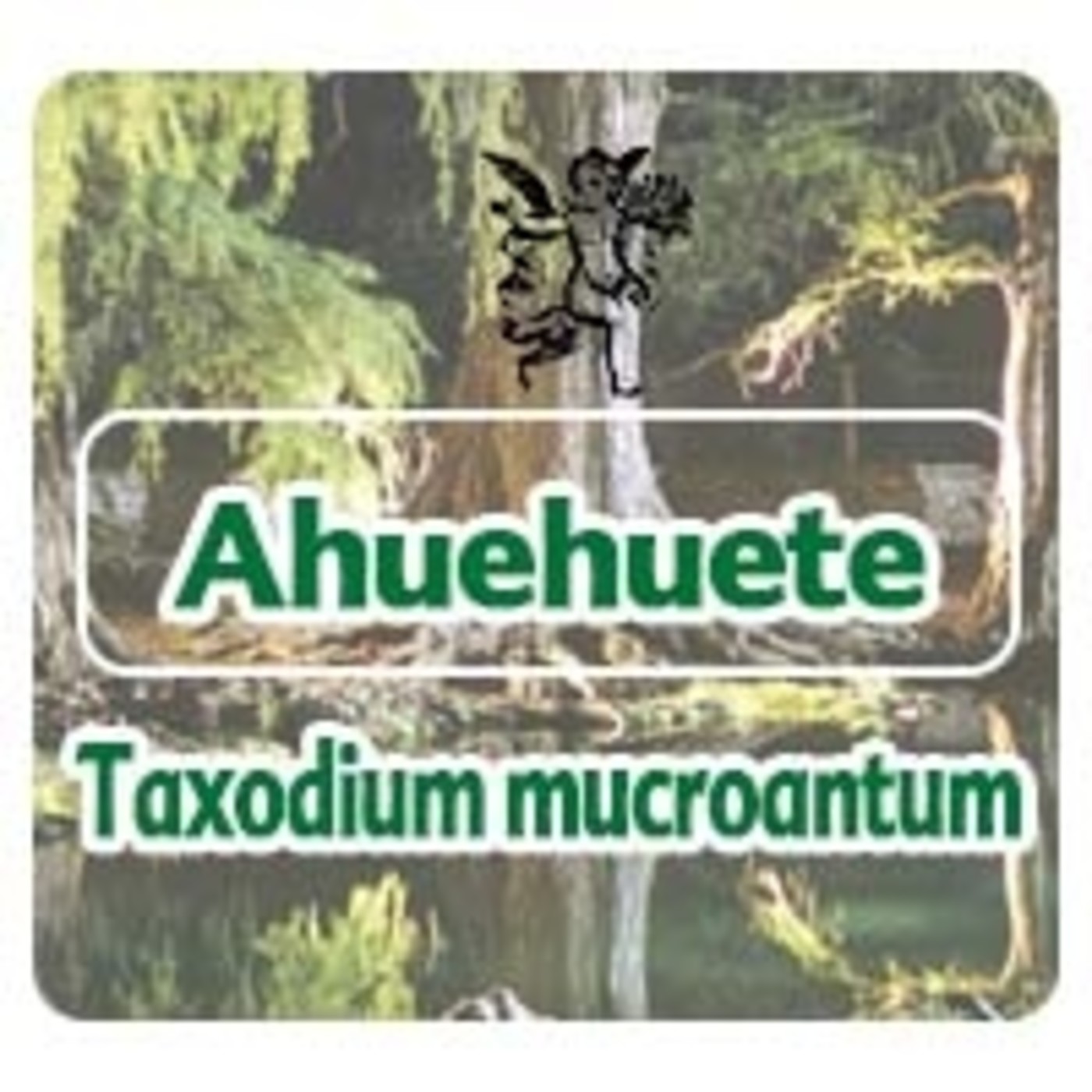 El Angel de tu Salud - AHUEHUETE *** episode artwork