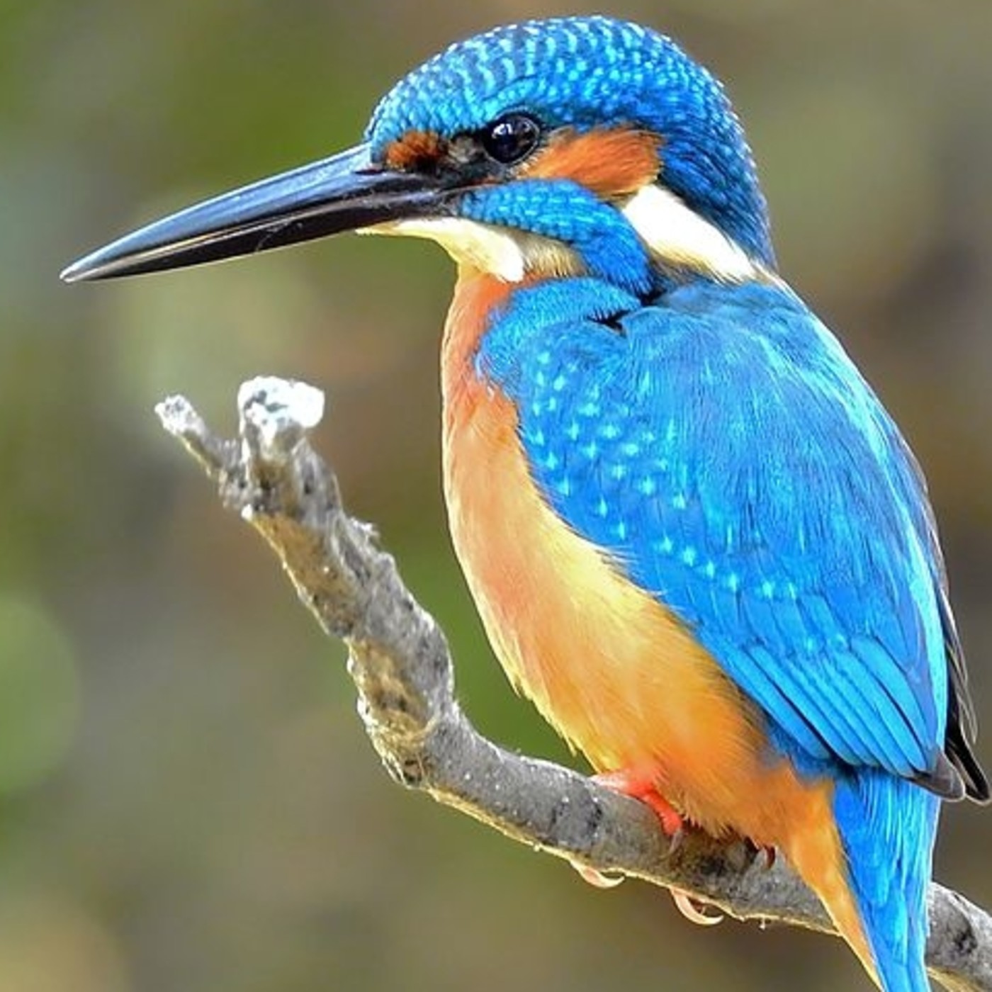 ecomandanga