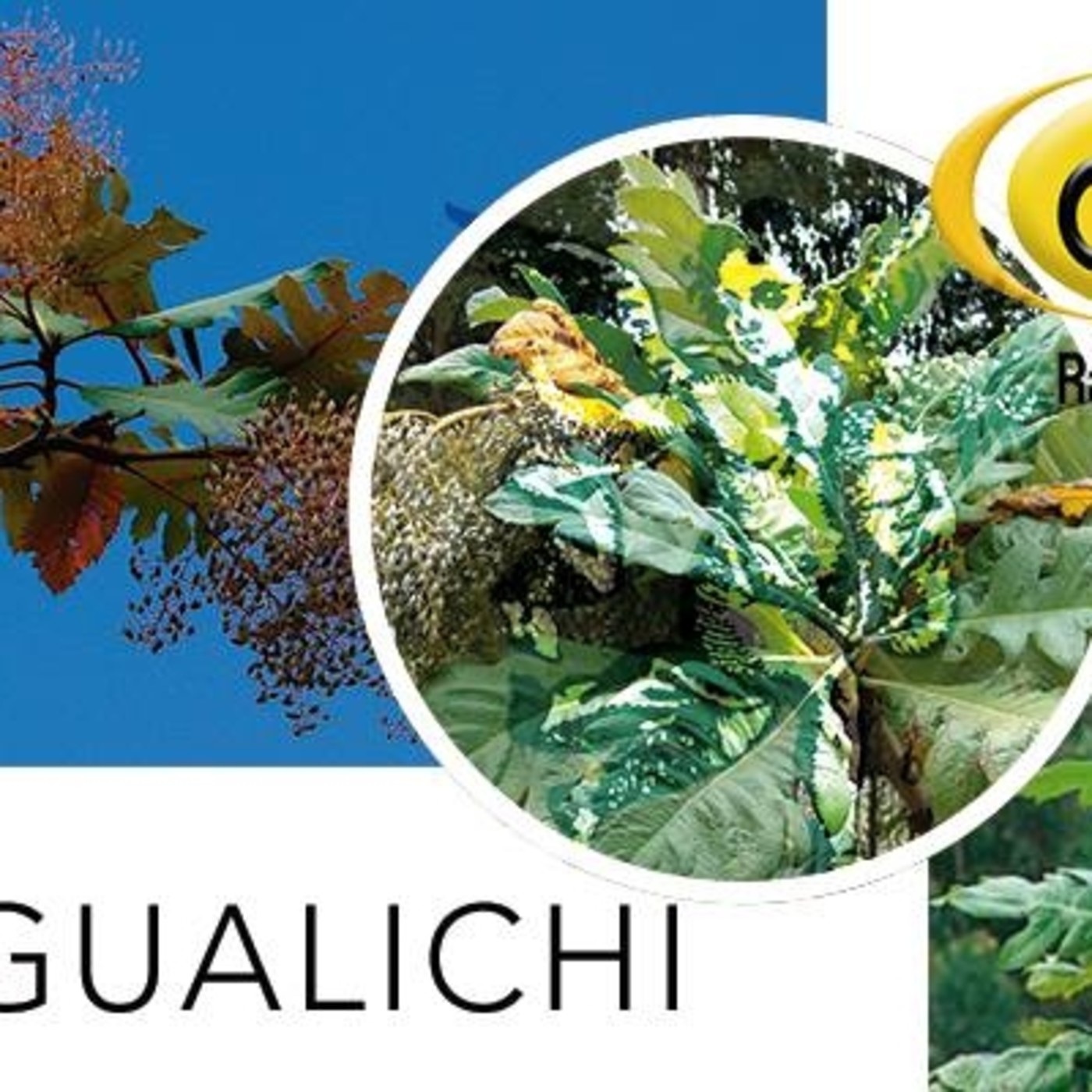 El Ángel de tu Salud - GUALICHI