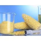 Alimentos transgénicos en observación