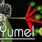 El Ángel de tu Salud - YUMEL