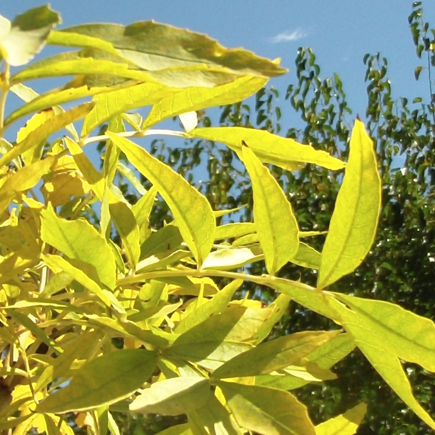 VCP Sol Narraciones Vivencias Leyendas