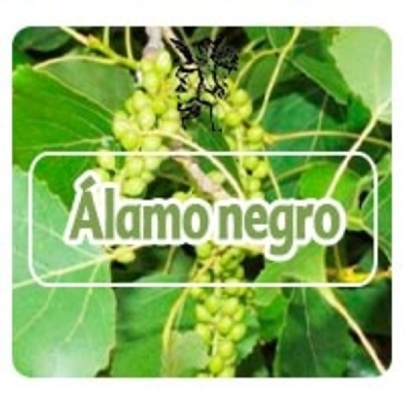 El Ángel de tu Salud - ALAMO NEGRO* episode artwork