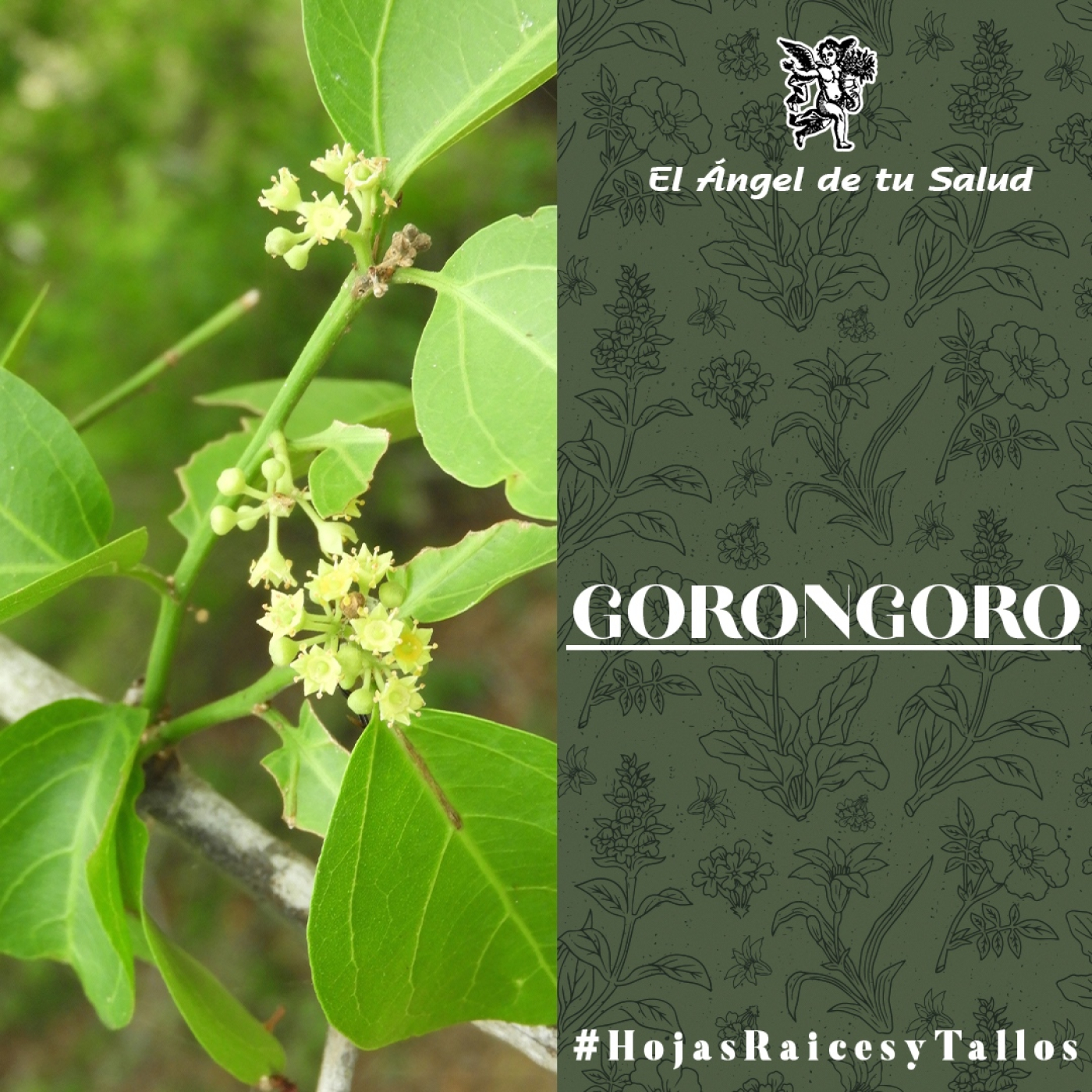 El Ángel de tu Salud - Gorongoro** episode artwork